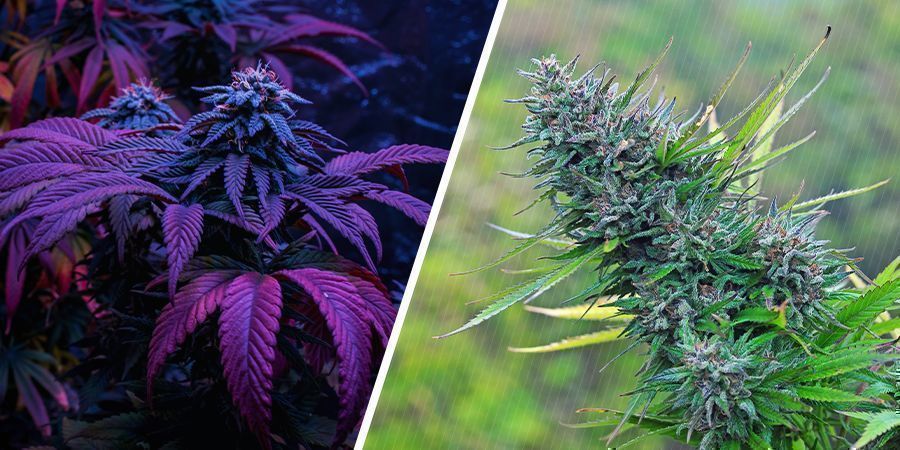 Kumpi on laadukkaampaa – sisätiloissa vai ulkotiloissa kasvatettu kannabis? Kumpi on laadukkaampaa – sisätiloissa vai ulkotiloissa kasvatettu kannabis?