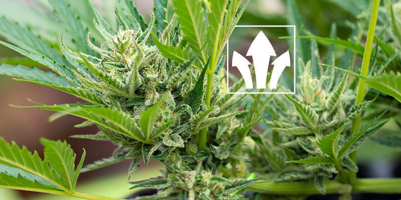 Mitä hyötyä humus- ja fulvohapoista on kannabikselle? Mitä hyötyä humus- ja fulvohapoista on kannabikselle?