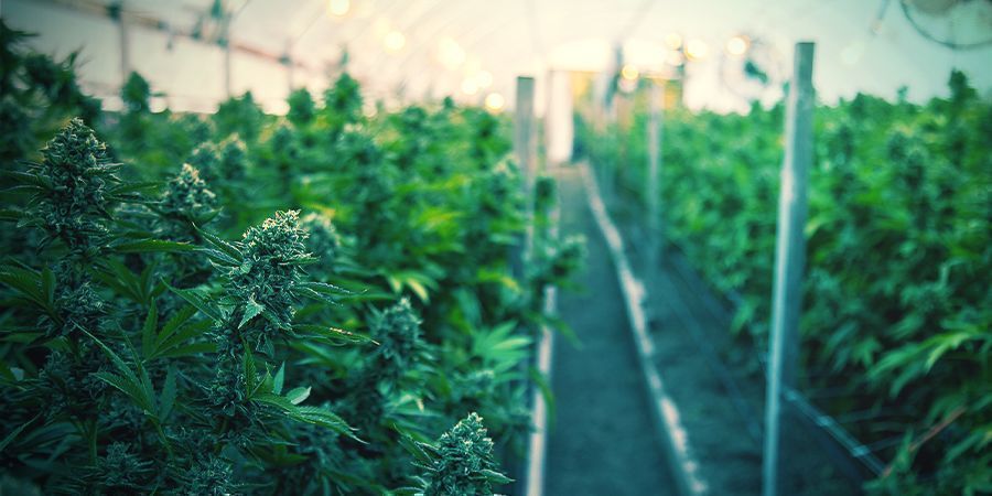 Miten kasvattaa orgaanista kannabista sisätiloissa MITEN KASVATTAA ORGAANISTA KANNABISTA SISÄTILOISSA