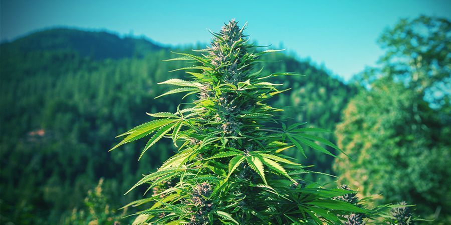 Kuinka kasvattaa luonnonmukaisesti kannabista ulkona KUINKA KASVATTAA LUONNONMUKAISESTI KANNABISTA ULKONA
