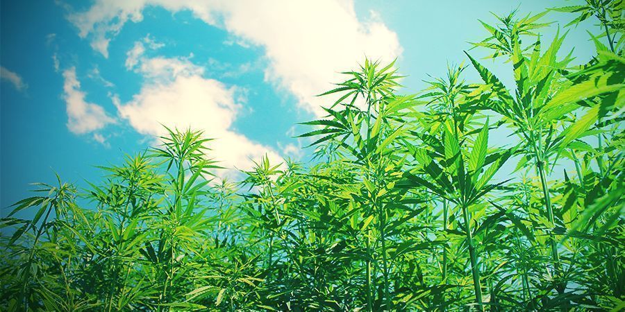 Miksi kasvattaa kannabista luomuna? Miksi kasvattaa kannabista luomuna?