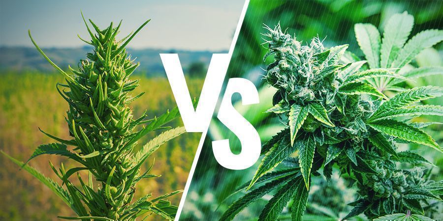 Kannabiksen ulkonäkö Appearance Cannabis