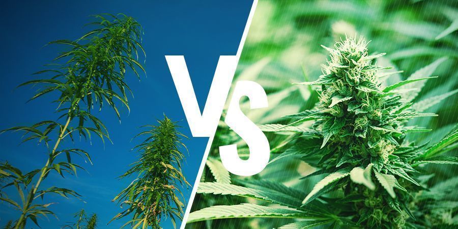 Kannabiksen viljely Kannabiksen viljely