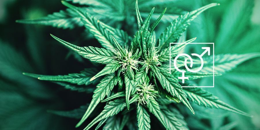 Kasvin sukupuoli kannabiksessa Plant Sex Cannabis