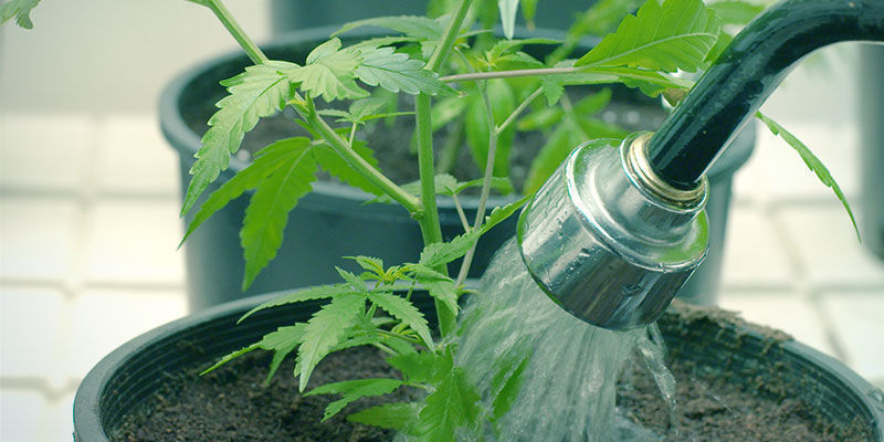 Kuinka korjata kannabiksen ravinnelukko Kuinka korjata kannabiksen ravinnelukko