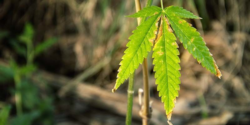 Ravinnelukon merkit Signs of nutrient lockout