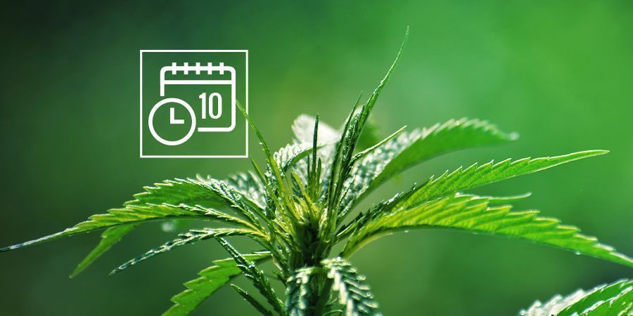 Toiminnallinen Cannabis ruderalis FUNCTIONAL CANNABIS RUDERALIS