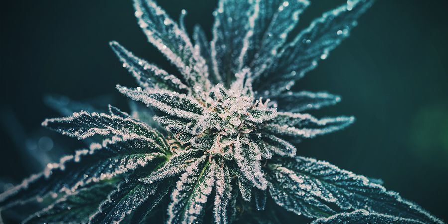Kannabis ruderaliksen historia THE HISTORY OF CANNABIS RUDERALIS