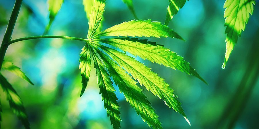 Mikä tekee Cannabis ruderaliksesta erilaisen? WHAT MAKES CANNABIS RUDERALIS DIFFERENT ?