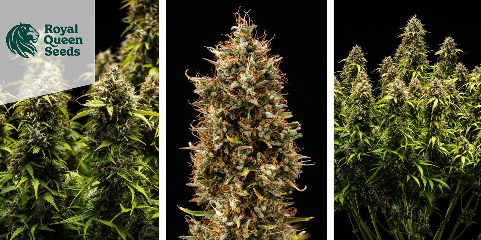 4. Quick One Autoflower (Royal Queen Seeds)