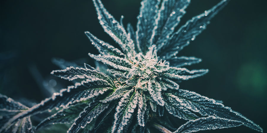 Kannabis liian kylmä cannabis too cold