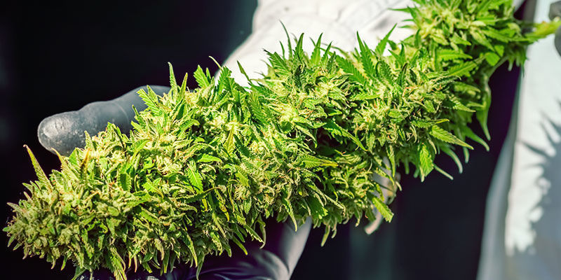 Skunk #1 -lajikkeen ominaisuudet Characteristics Skunk #1 Weed