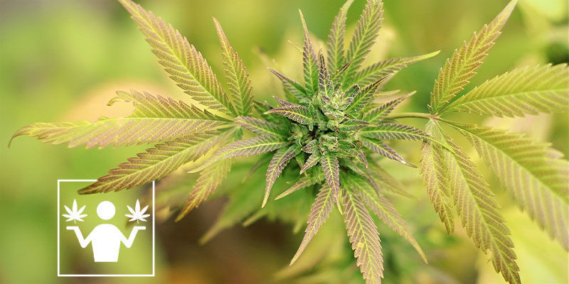 Skunkin ja kannabiksen ero Skunkin ja kannabiksen ero