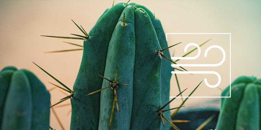 Bolivian soihtukaktus: neljän tuulen psykoaktiivinen kaktus