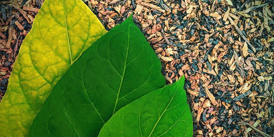 Taste And Tobacco Culture Taste And Tobacco Culture