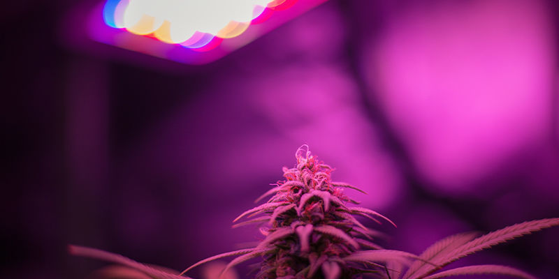 Kannabiksen kasvatus LED-kasvatusvaloilla Kasvata kannabista LED-kasvatusvaloilla