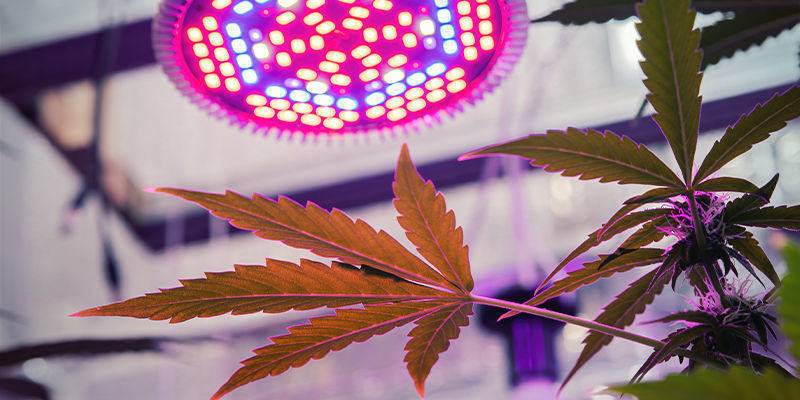 Minkä LED-kasvatusvalon ostaisin? Minkä LED-kasvatusvalon ostaisin?
