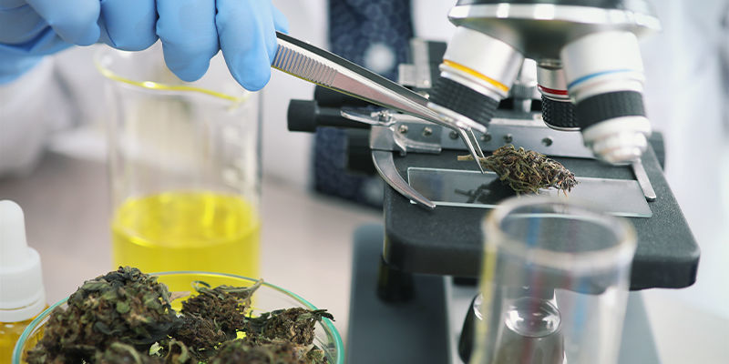 Kannabiksen ja ruoansulatusjärjestelmän tulevaisuus Kannabiksen ja ruoansulatusjärjestelmän tulevaisuus