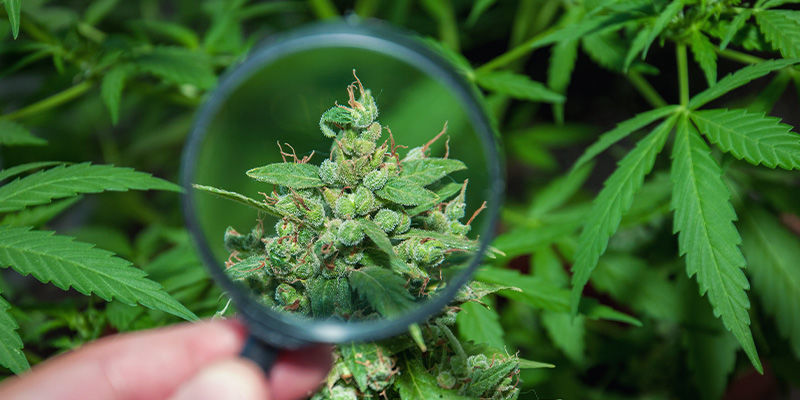 Onko Haze hyvä kannabislajike? Onko Haze hyvä kannabislajike?