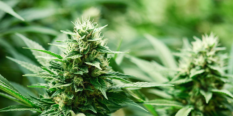 Mitä Haze-lajikkeet ovat? What Are Haze Strains?