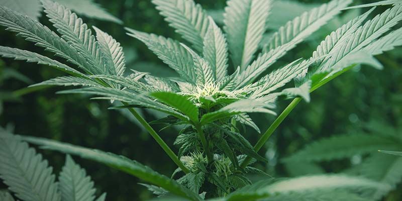 Älä unohda autoflower-kannabista Älä unohda autoflower-kannabista
