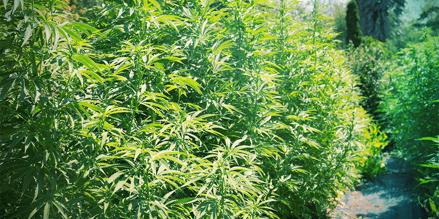 Vegetatiivinen kasvu Vegetative Growth