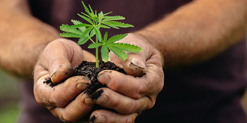 Kannabiksen tulevaisuus Euroopassa (ja sen ulkopuolella) Kannabiksen tulevaisuus Euroopassa (ja sen ulkopuolella)