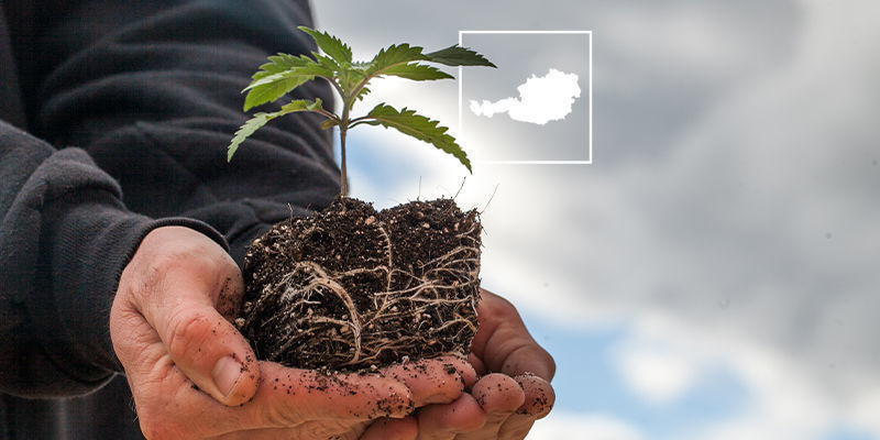 Kannabiksen asema Itävallassa Kannabiksen asema Itävallassa
