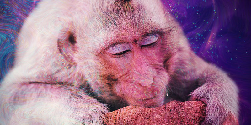 Mik&auml; on stoned ape -hypoteesi?
