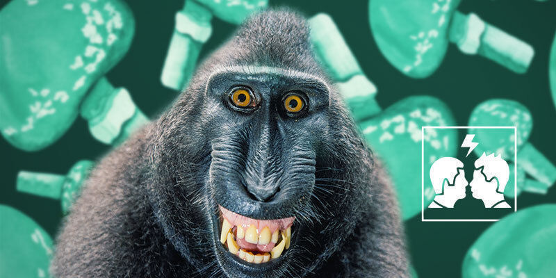 Miksi stoned ape -teoria on kiistanalainen?