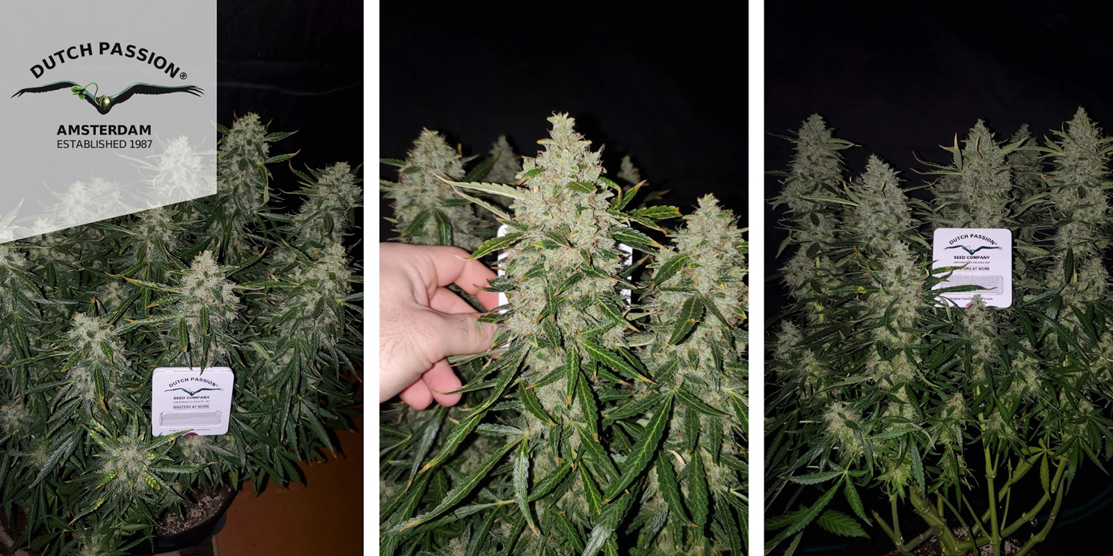 Auto Ultimate (Dutch Passion) feminized Auto Ultimate (Dutch Passion) feminized