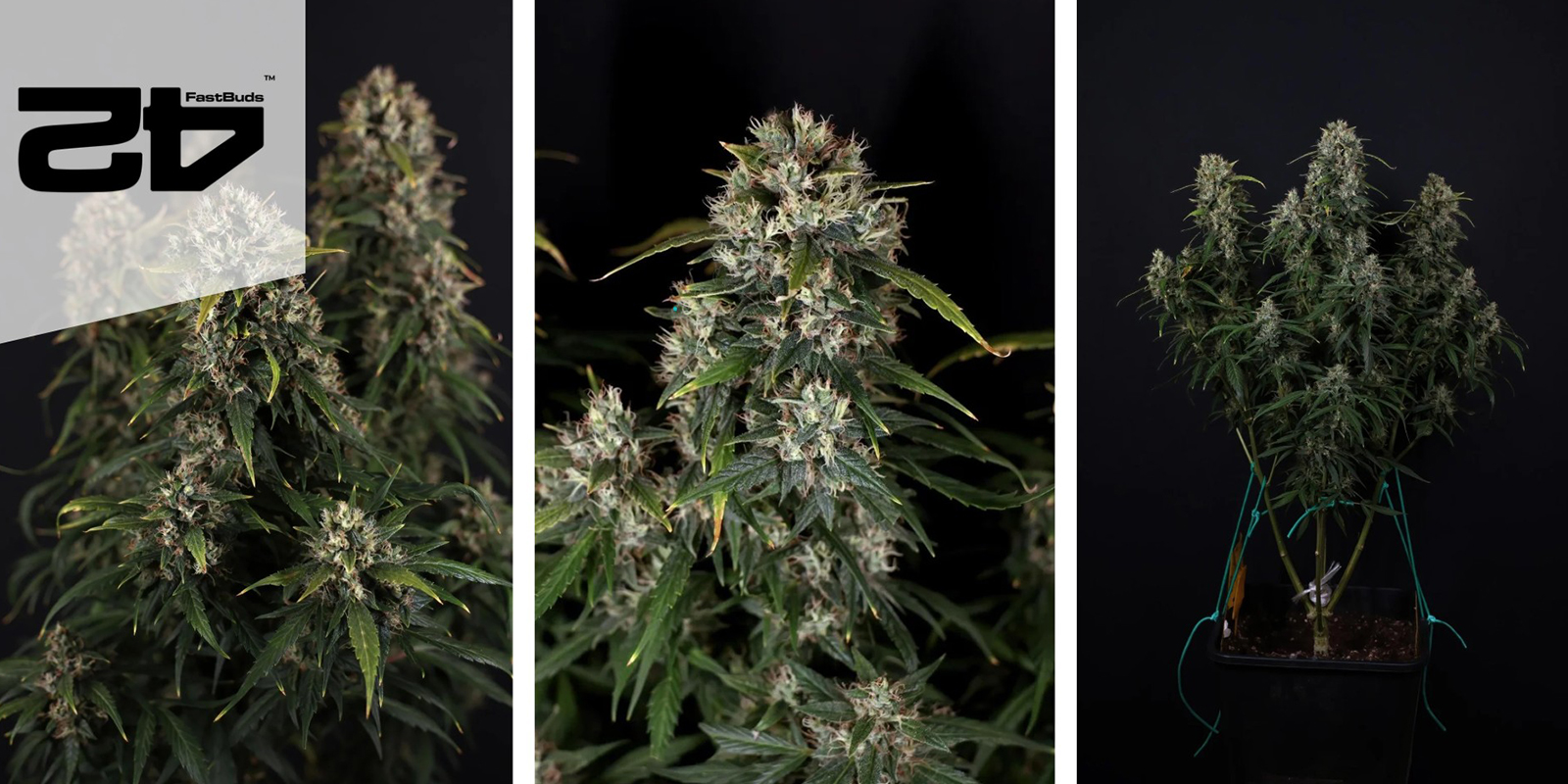 Gorilla Cookies Auto (FastBuds) feminized Gorilla Cookies Auto (FastBuds) feminized
