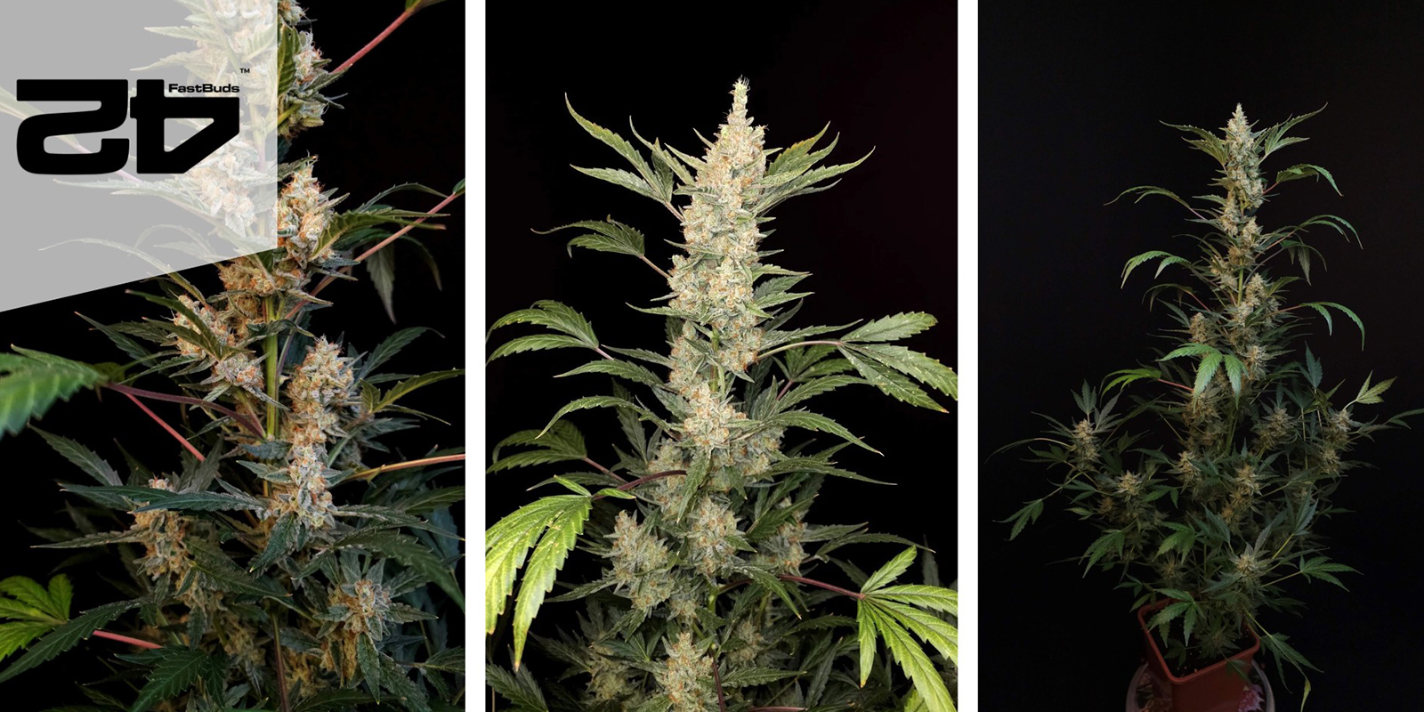Green Crack Auto (FastBuds) feminized Green Crack Auto (FastBuds) feminized