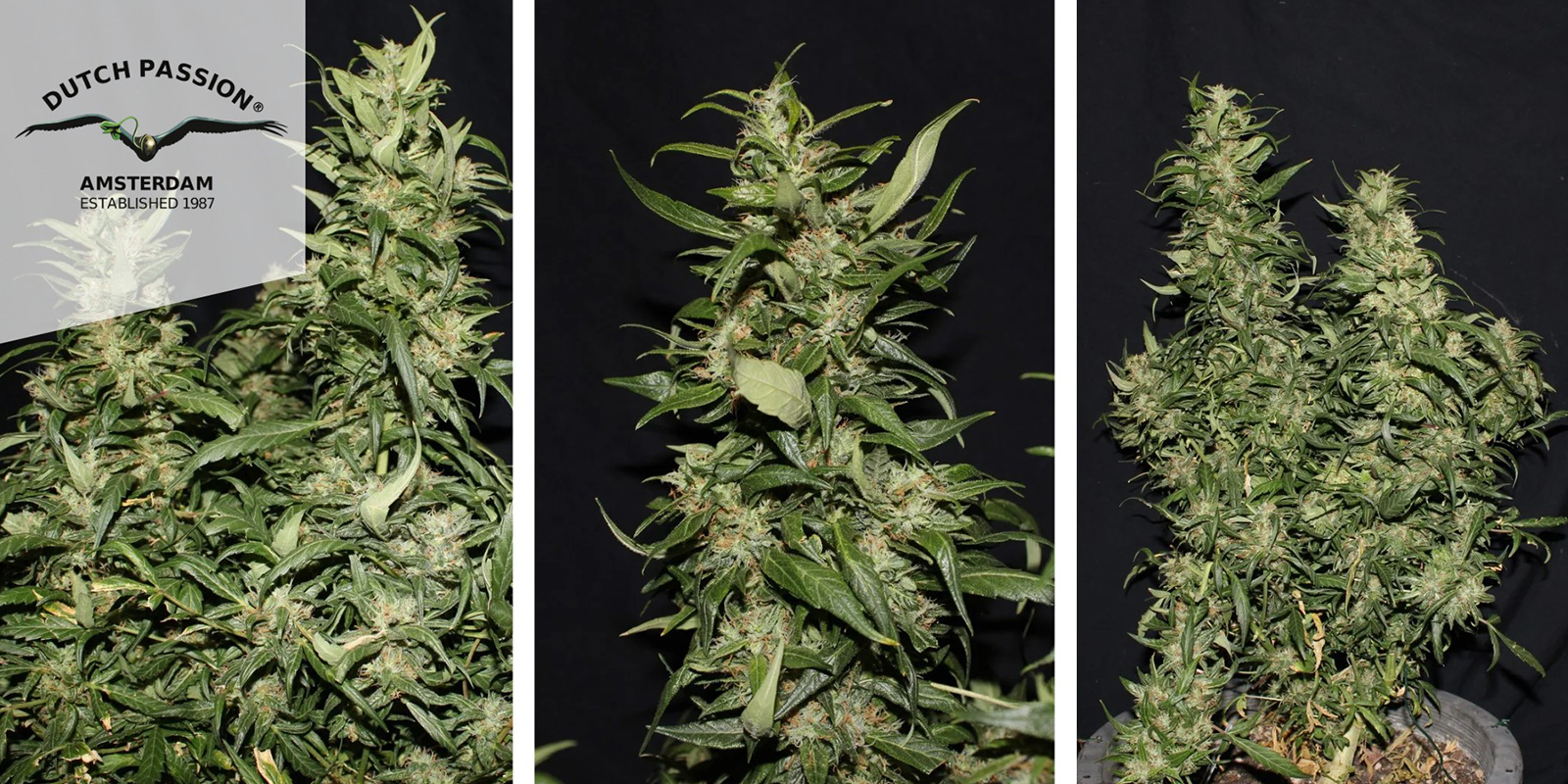 Hollands Hope (Dutch Passion) feminized Hollands Hope (Dutch Passion) feminized