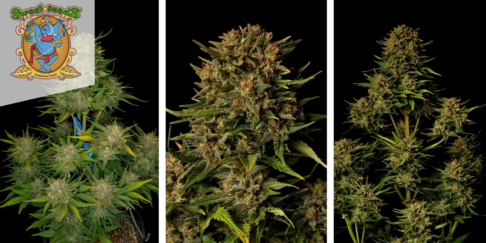 Sweet Skunk Auto (Sweet Seeds) feminized Sweet Skunk Auto (Sweet Seeds) feminized