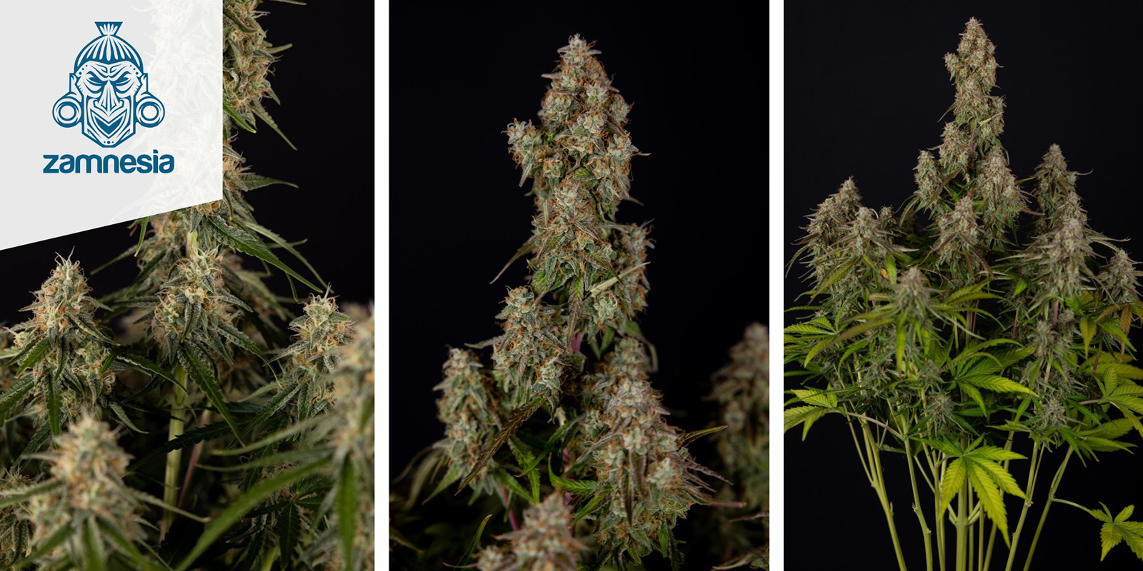 Wurlz F1 Autoflower (Zamnesia Seeds) feminized Wurlz F1 Autoflower (Zamnesia Seeds) feminized