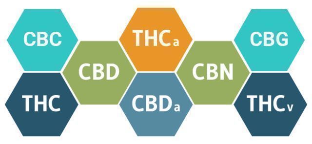 Miten CBD vaikuttaa kehoosi? MITEN CBD VAIKUTTAA KEHOOSI?