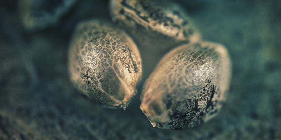 SATIVA, INDICA, HYBRIDI: MILLAISEN FIILIKSEN HALUAT KANNABIKSEN TUOVAN?