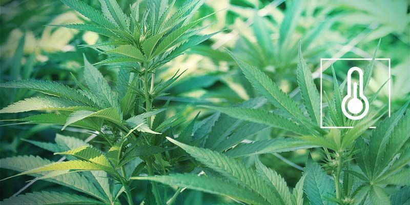 Lämpö- ja kosteusstressi Popcorn Buds: Heat And Humidity Stress