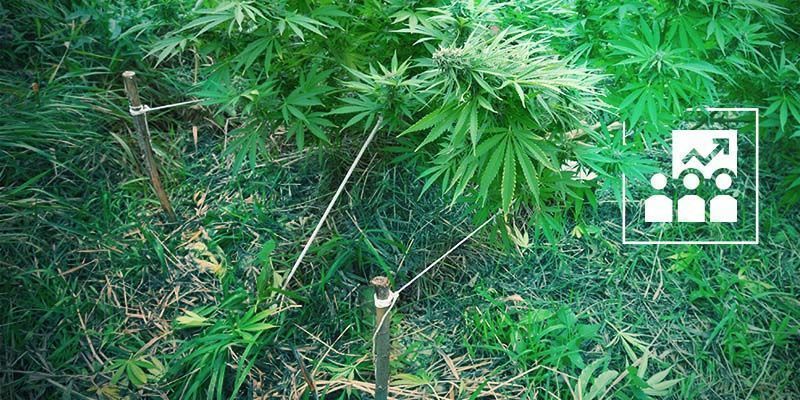 Virheellinen koulutus Popcorn Buds: Improper Training