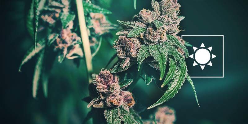 Heikko valon saanti Popcorn Buds: Poor Light Exposure