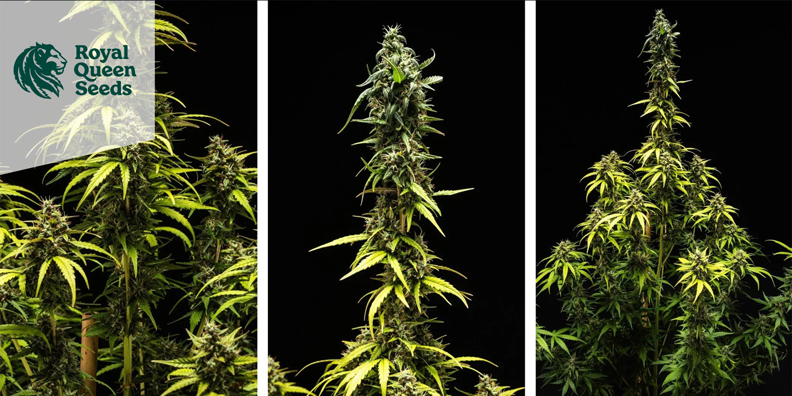 Amnesia Haze (Royal Queen Seeds) feminized Amnesia Haze (Royal Queen Seeds) feminized