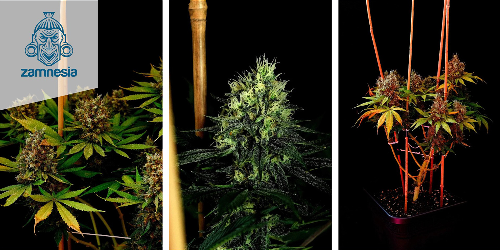 Kalini Asia (Zamnesia Seeds) Feminized Kalini Asia (Zamnesia Seeds) Feminized