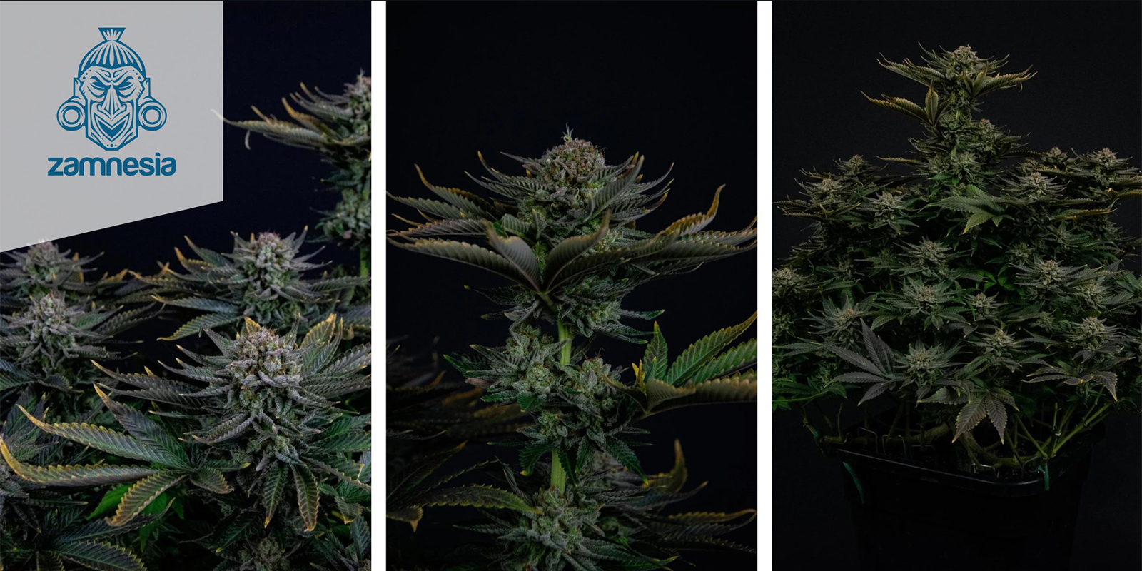 Runtz (Zamnesia Seeds) feminized Runtz (Zamnesia Seeds) feminized