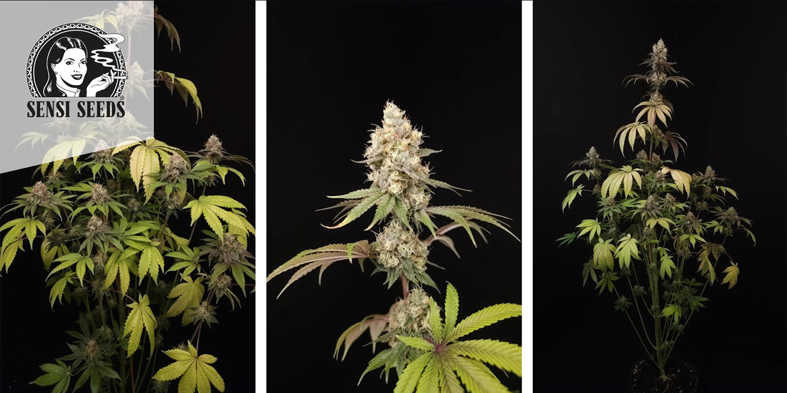 Super Skunk (Sensi Seeds) feminized Super Skunk (Sensi Seeds) feminized