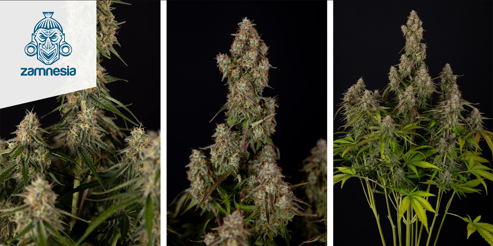 Wurlz F1 Autoflower (Zamnesia Seeds) feminized Wurlz F1 Autoflower (Zamnesia Seeds) feminized