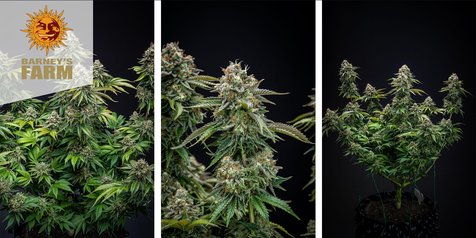 Zkittlez OG Auto (Barney's Farm) feminized Zkittlez OG Auto (Barney's Farm) feminized