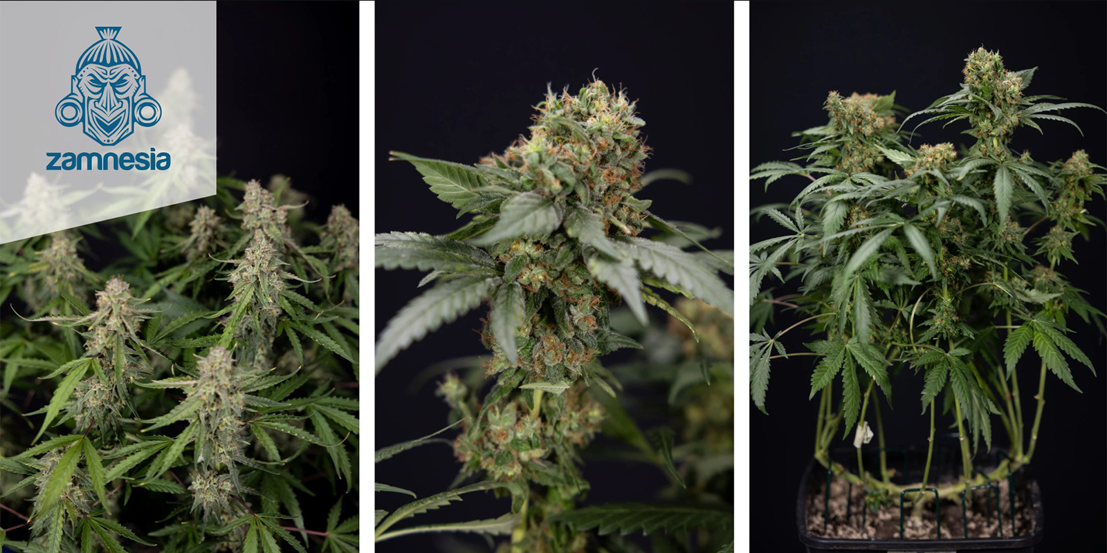 Green Crack F1 Autoflower (Zamnesia Seeds) feminized Green Crack F1 Autoflower (Zamnesia Seeds) feminized