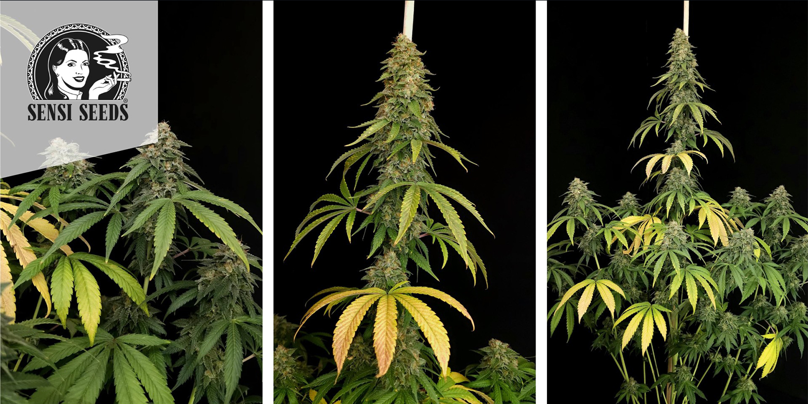 Shiva Skunk (Sensi Seeds) feminisoidut Shiva Skunk (Sensi Seeds) feminized