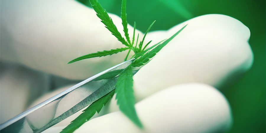 Haze ja Kush – erot Difference Between Haze And Kush